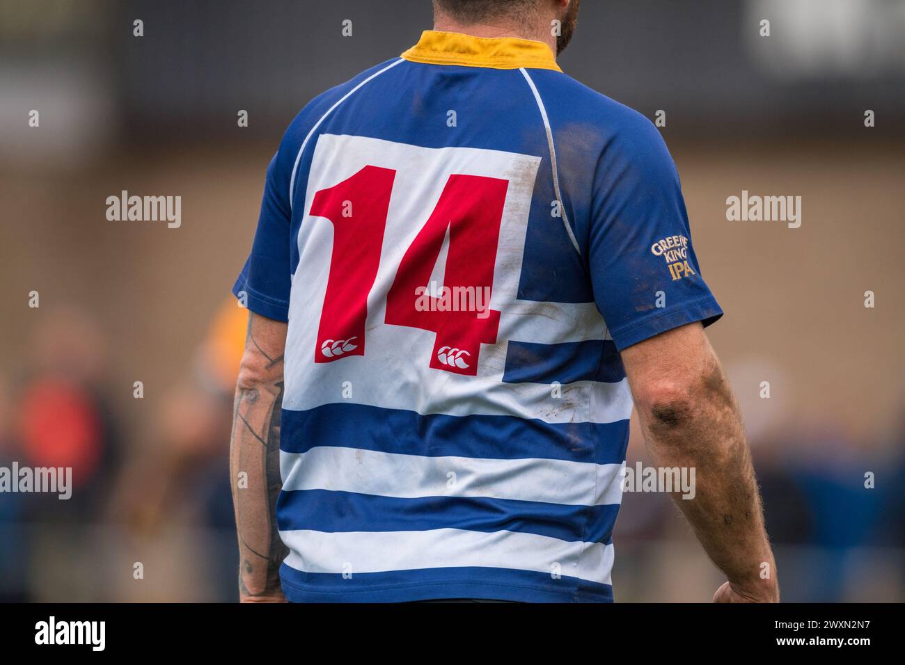 Englischer Amateur-Rugby-Union-Spieler mit Nummer 14-Trikot. Stockfoto