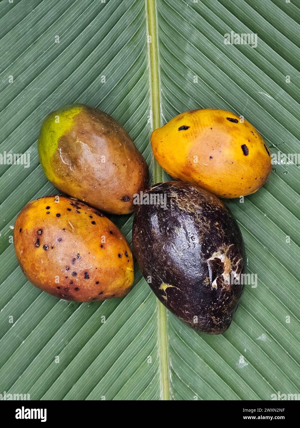 Umari (Poraqueiba sericea) aus dem peruanischen Dschungel Stockfoto