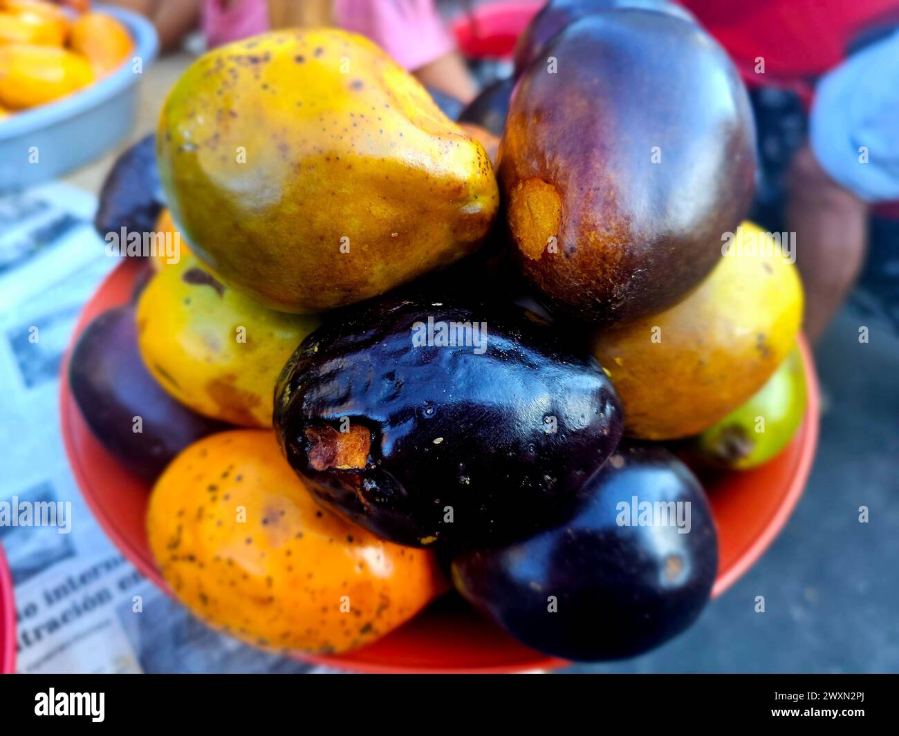 Umari (Poraqueiba sericea) aus dem peruanischen Dschungel Stockfoto