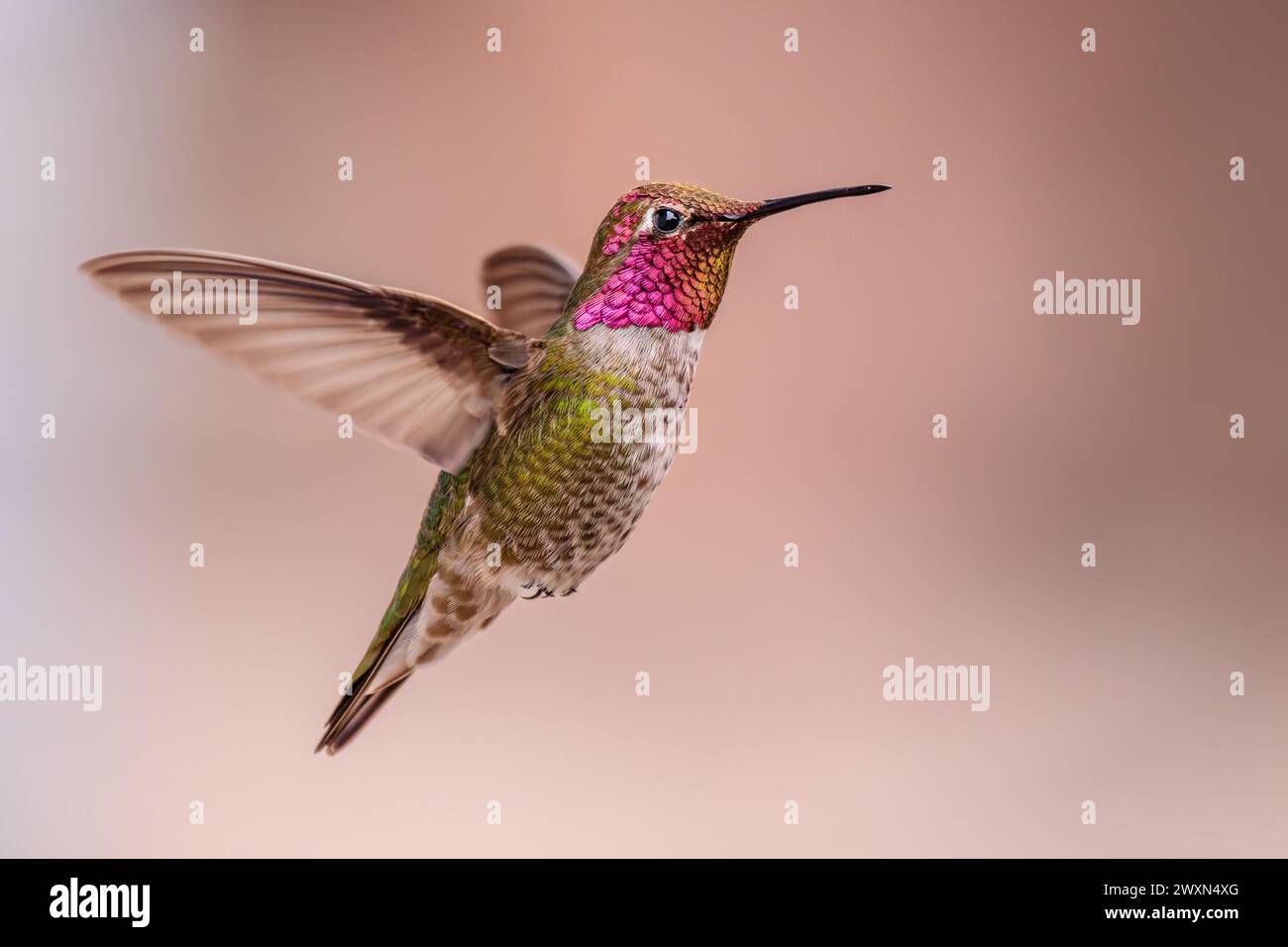 Ein Annas Kolibri im Flug. Seitenansicht mit Flügelrückseite und leichter Bewegungsunschärfe in den Flügeln. Leuchtend rosa Gorget oder Kehle und grüner Körper. Stockfoto