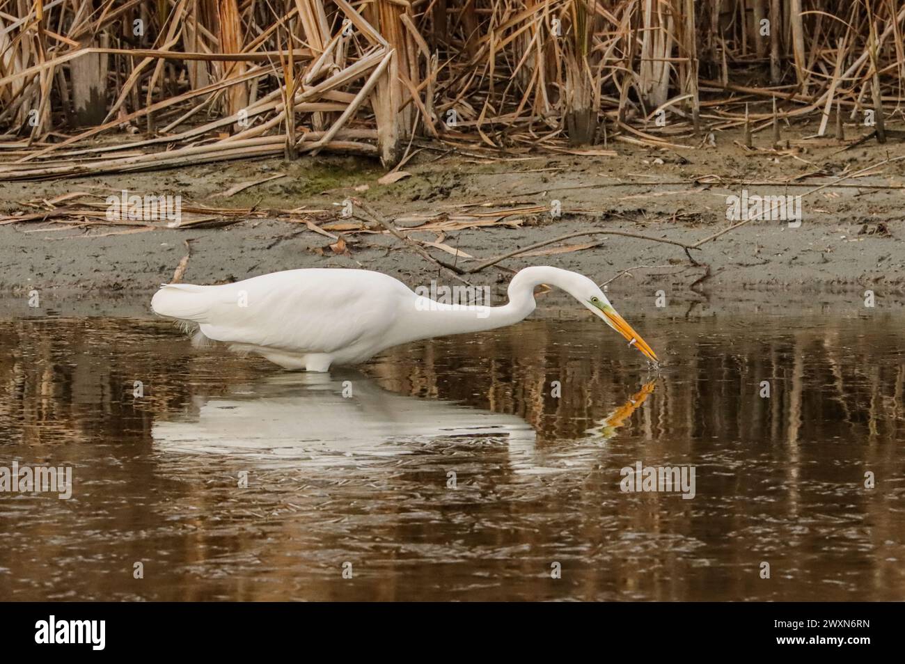 Große Reiher Angeln und Reflexion im Teich mit niedrigem Wasserstand, Neuchâtel See, Schweiz Stockfoto
