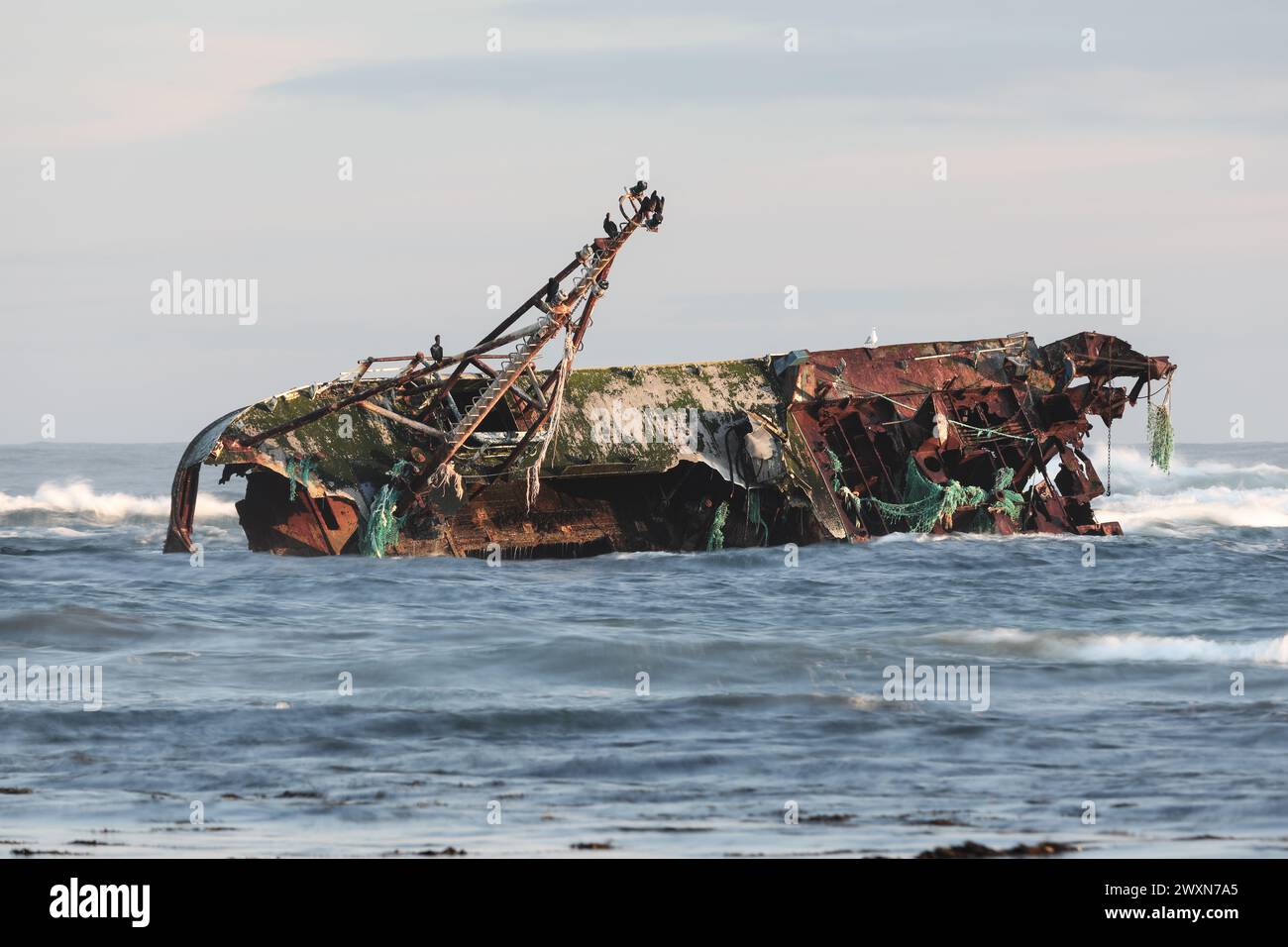 Das Wrack des Souveränen (BF380), umgeben von Meeresnebel. Die Sovereign war ein von Banff registriertes Fischerboot, das auf den Felsen von Cairnbulg auf Grund lief Stockfoto