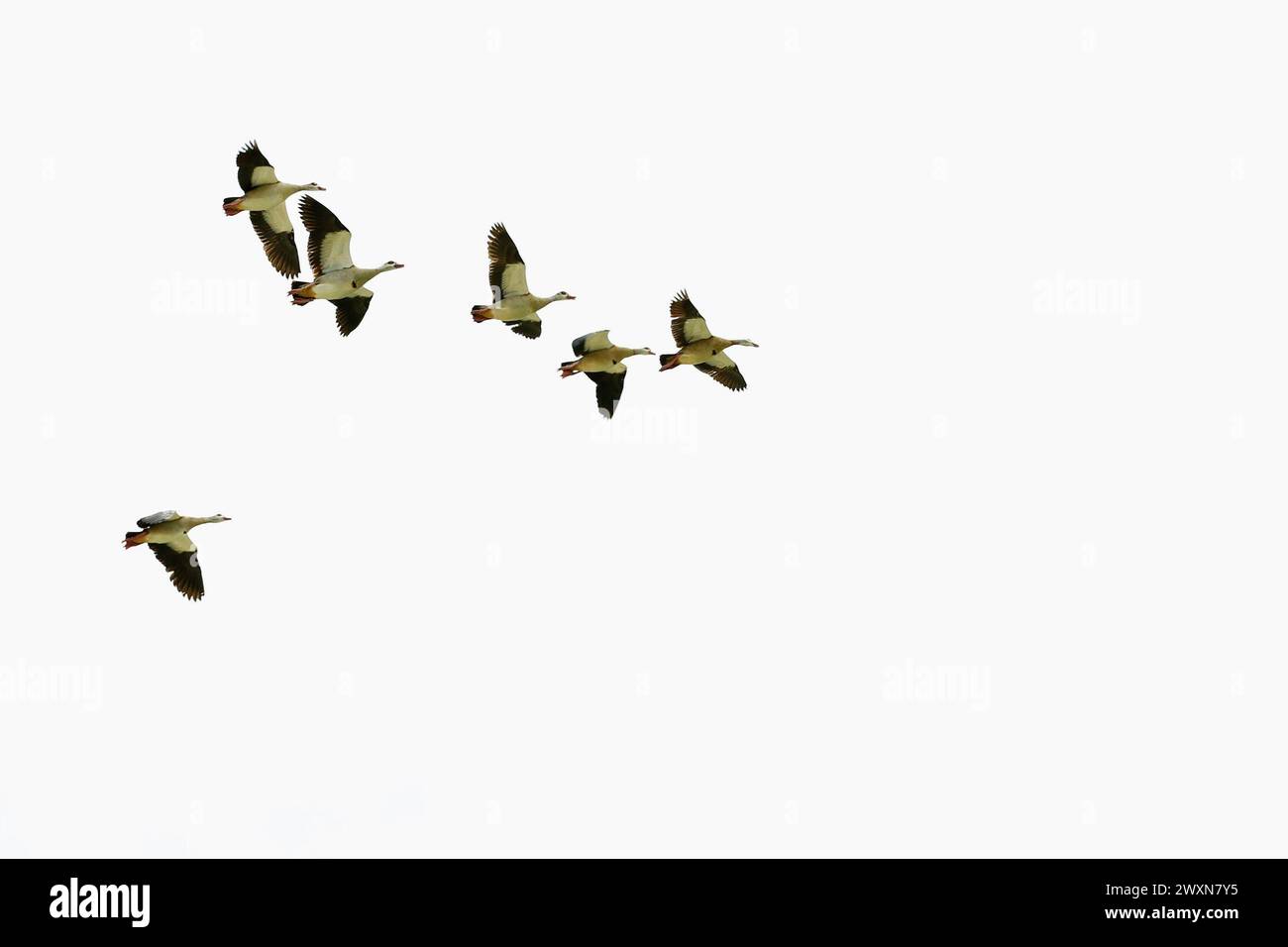 Fluggänse Pairi Daiza in Belgien Stockfoto