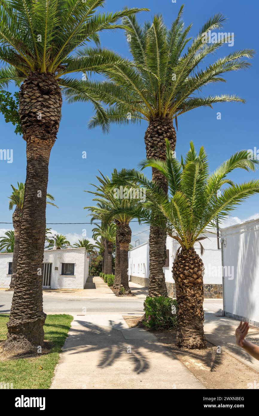 Straße des Fischerdorfes Poble Nou del Delta mit seinen typischen weißen Häusern. Delta del Ebro, Tarrag Stockfoto