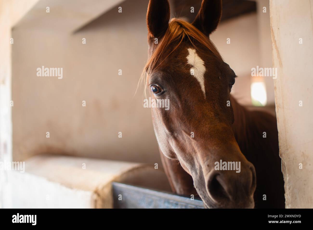 Porträt eines braunen araberpferdes in stabiler Kamerasicht. Stockfoto