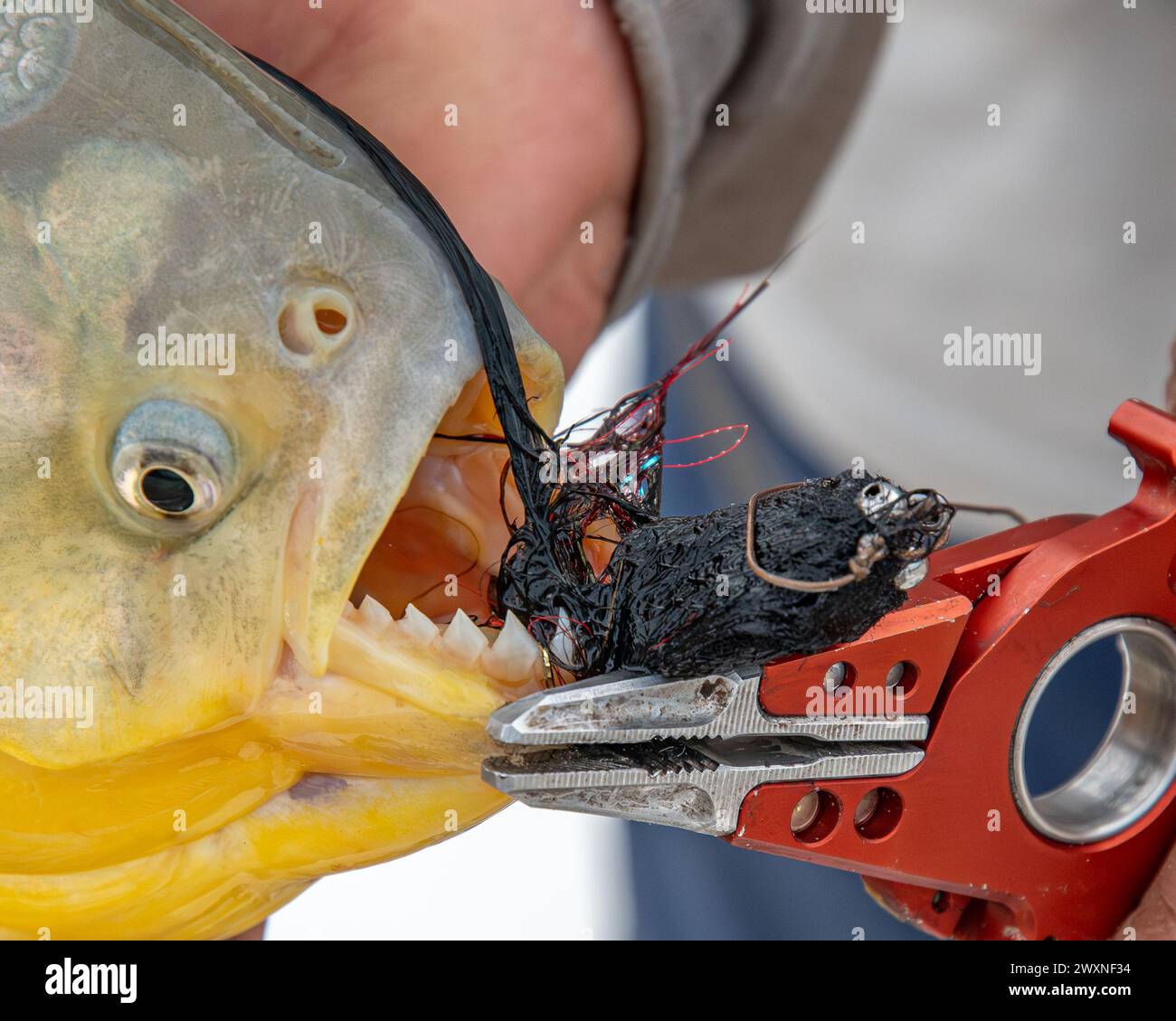 Eine Person, die eine Zange benutzt, um Köder aus dem Mund eines dorado-Fisches zu extrahieren Stockfoto