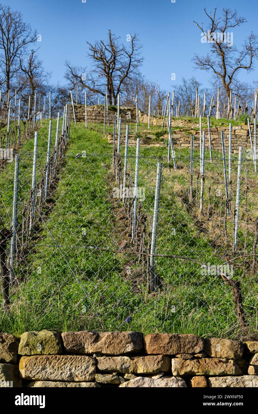 Weinberg an einem Hang im Frühjahr - karge Weinstämme, grünes Gras und blattlose Bäume Stockfoto