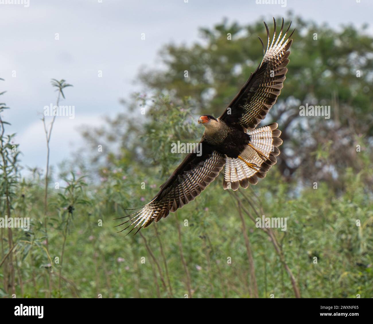 Ein wunderschöner Schuss eines Caracara-Vogels, der in einem Wald fliegt Stockfoto