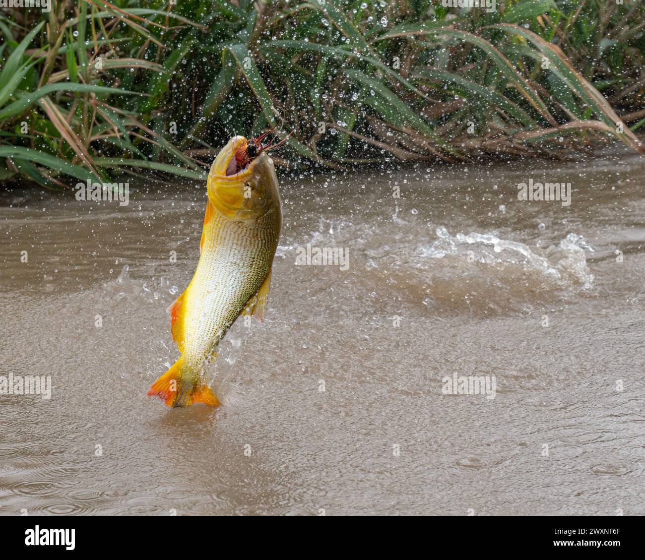 Ein goldener dorado-Fisch, der in einem Fluss in Argentinien Fischköder fängt Stockfoto