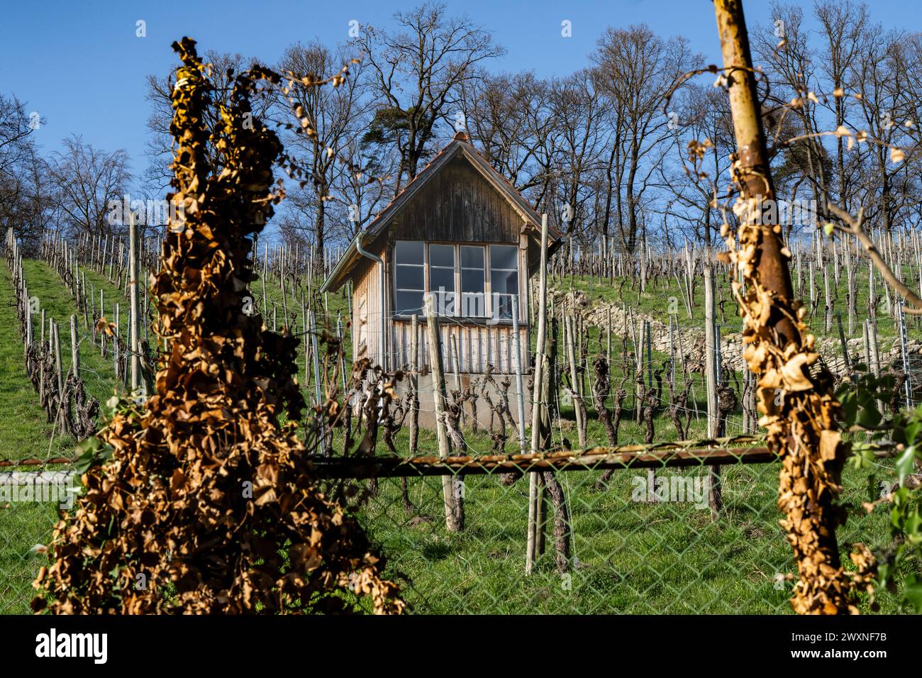 Weinberg im Frühjahr - mit alter Hütte und Zaun mit getrockneten Weinblättern. Stockfoto