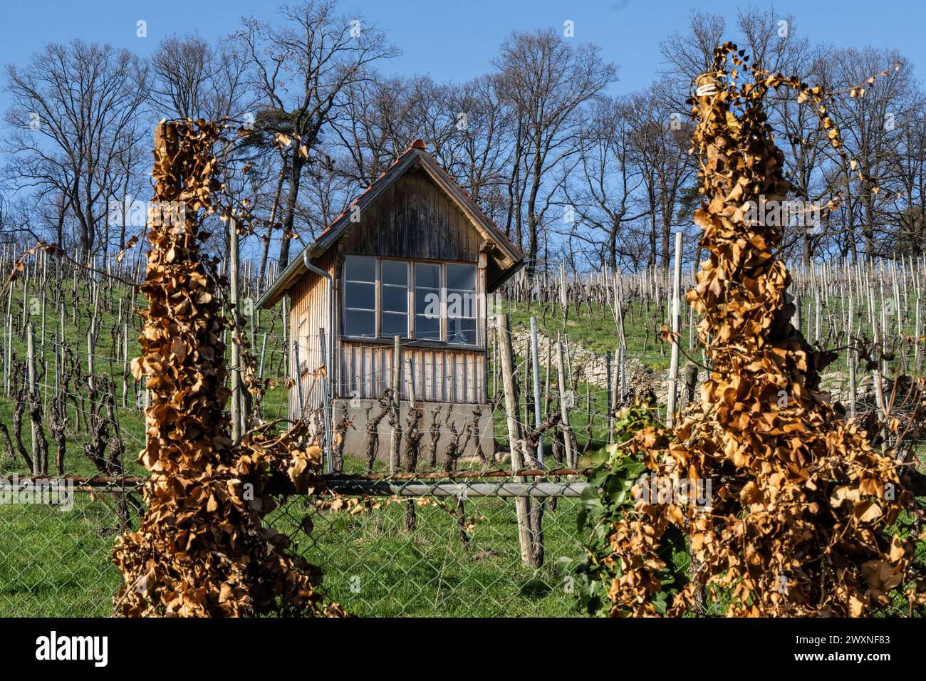 Weinberg im Frühjahr - vorne: Zaun mit getrockneten Weinblättern aus dem letzten Jahr, dahinter Weinanbau Stockfoto