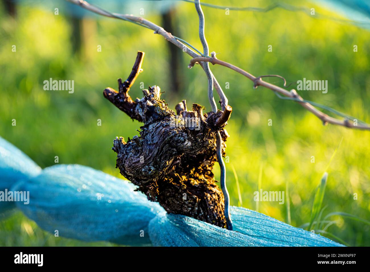 Reben im Frühjahr: Stamm mit Fruchtstock -Nahaufnahme Stockfoto