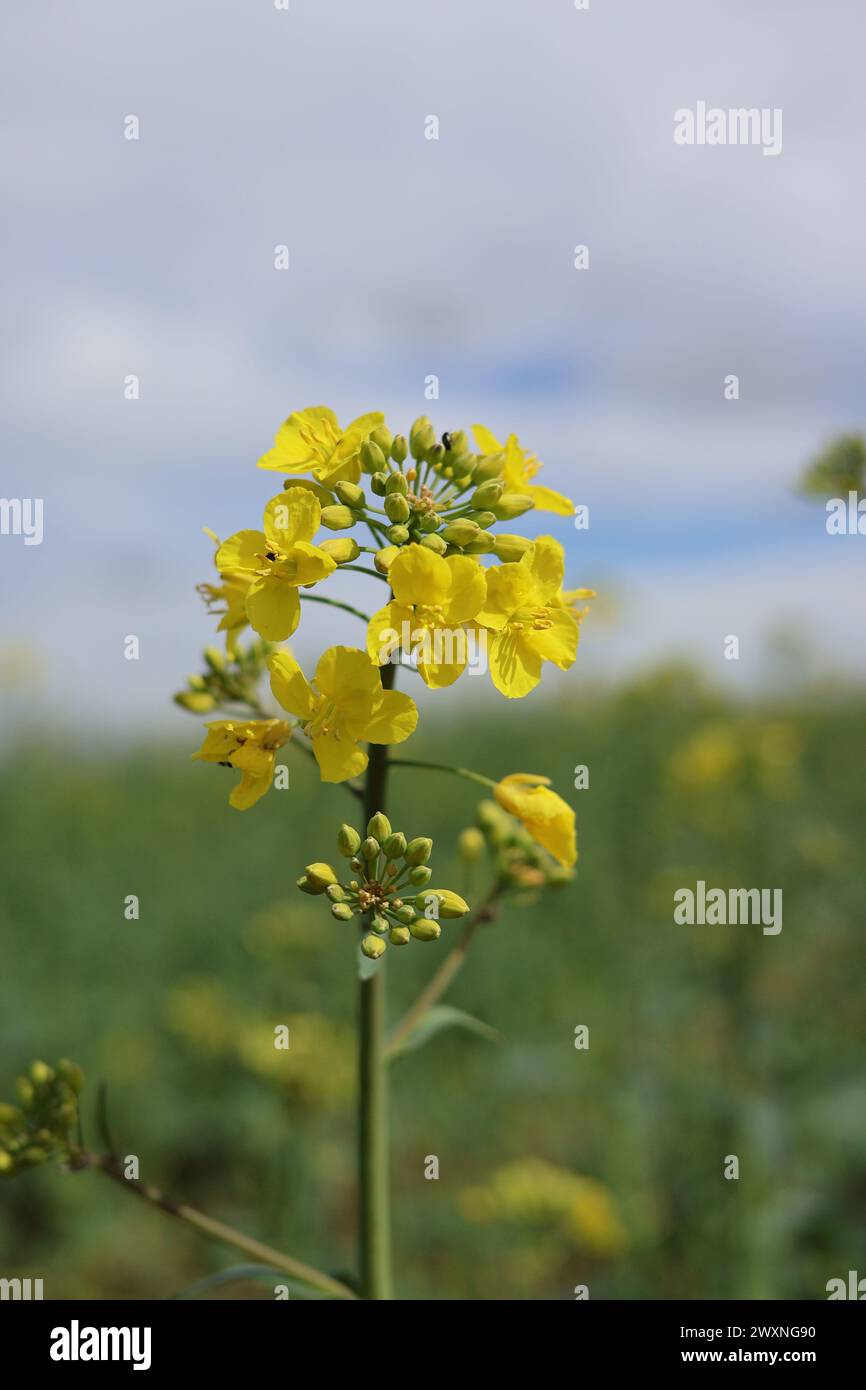 Eine Nahaufnahme der Rapsblüte auf einem Feld Stockfoto