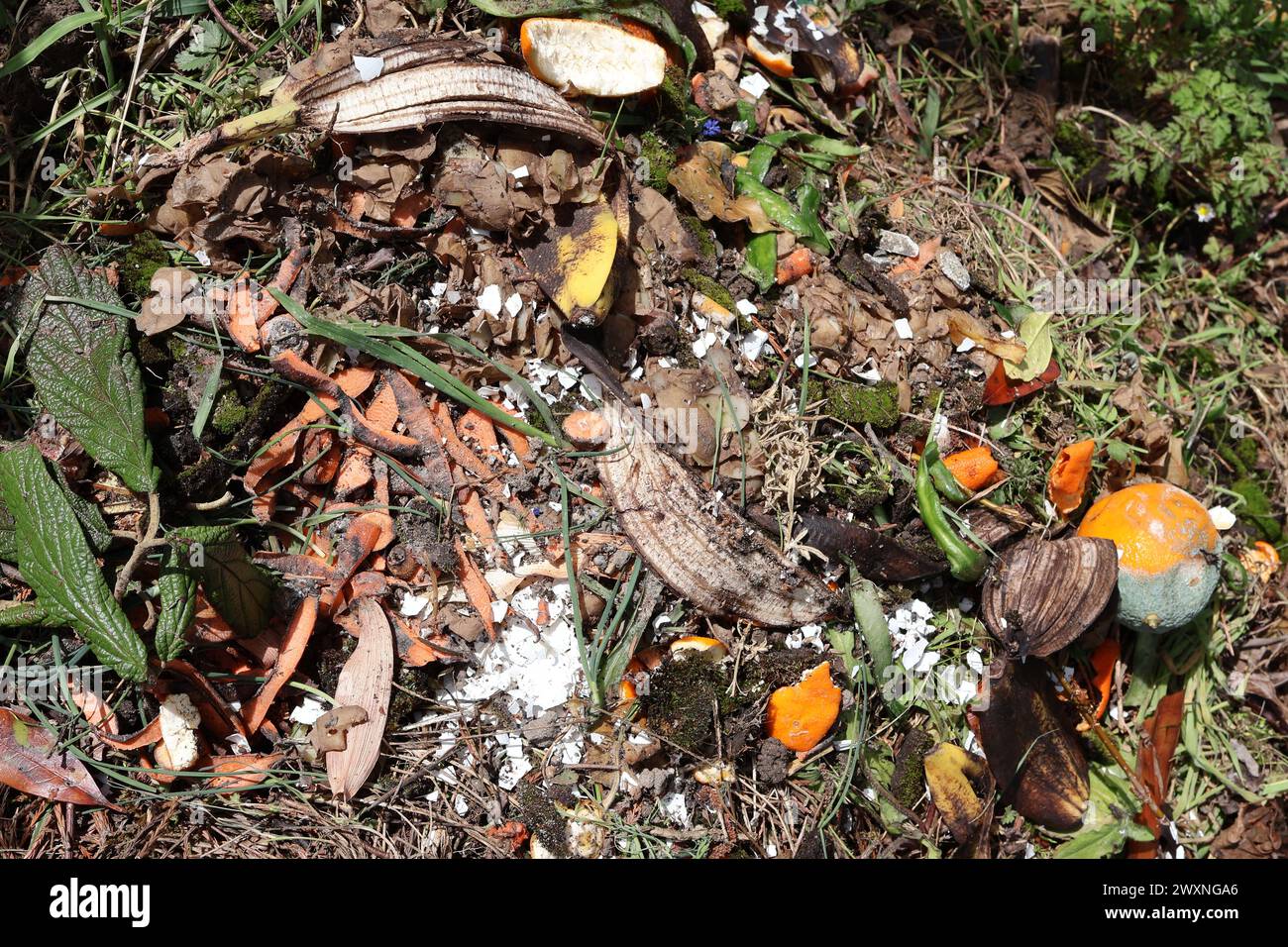 Die Fruchtformen auf dem Boden in einer Outdoor-Umgebung, Kompost Stockfoto