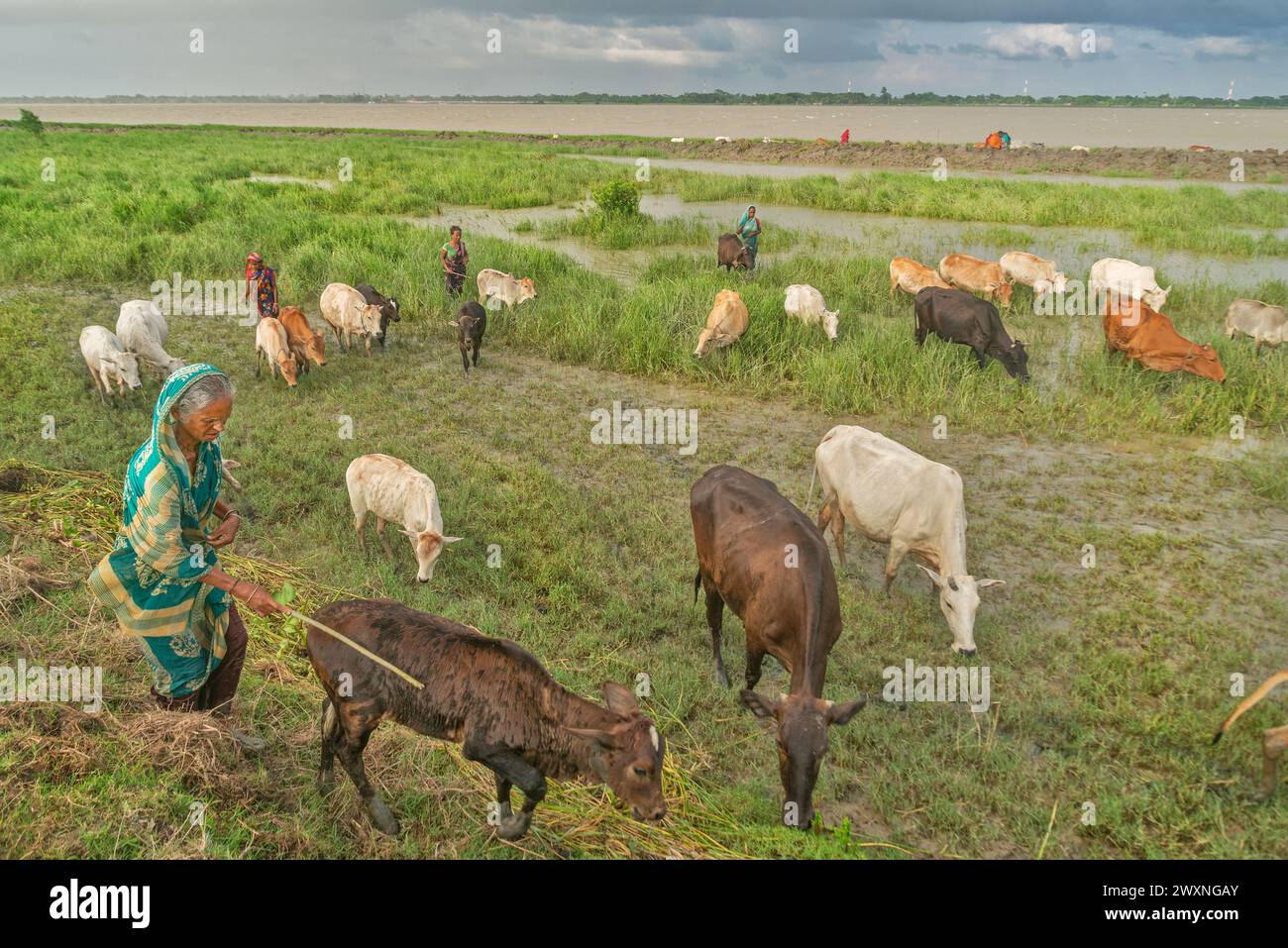 Ein Landwirt bereitet die Kühe melken an Chalanbil. Es ist eines der größten Feuchtgebiete von Bangladesch. Khulna, Bangladesh. Stockfoto