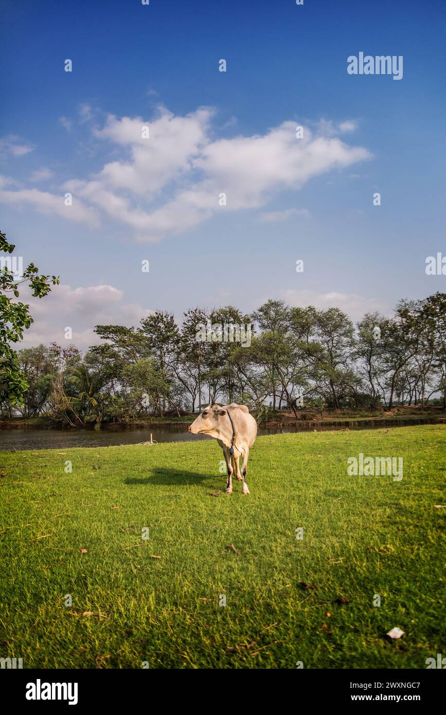 Die Kuh. Khulna, Bangladesch. Stockfoto