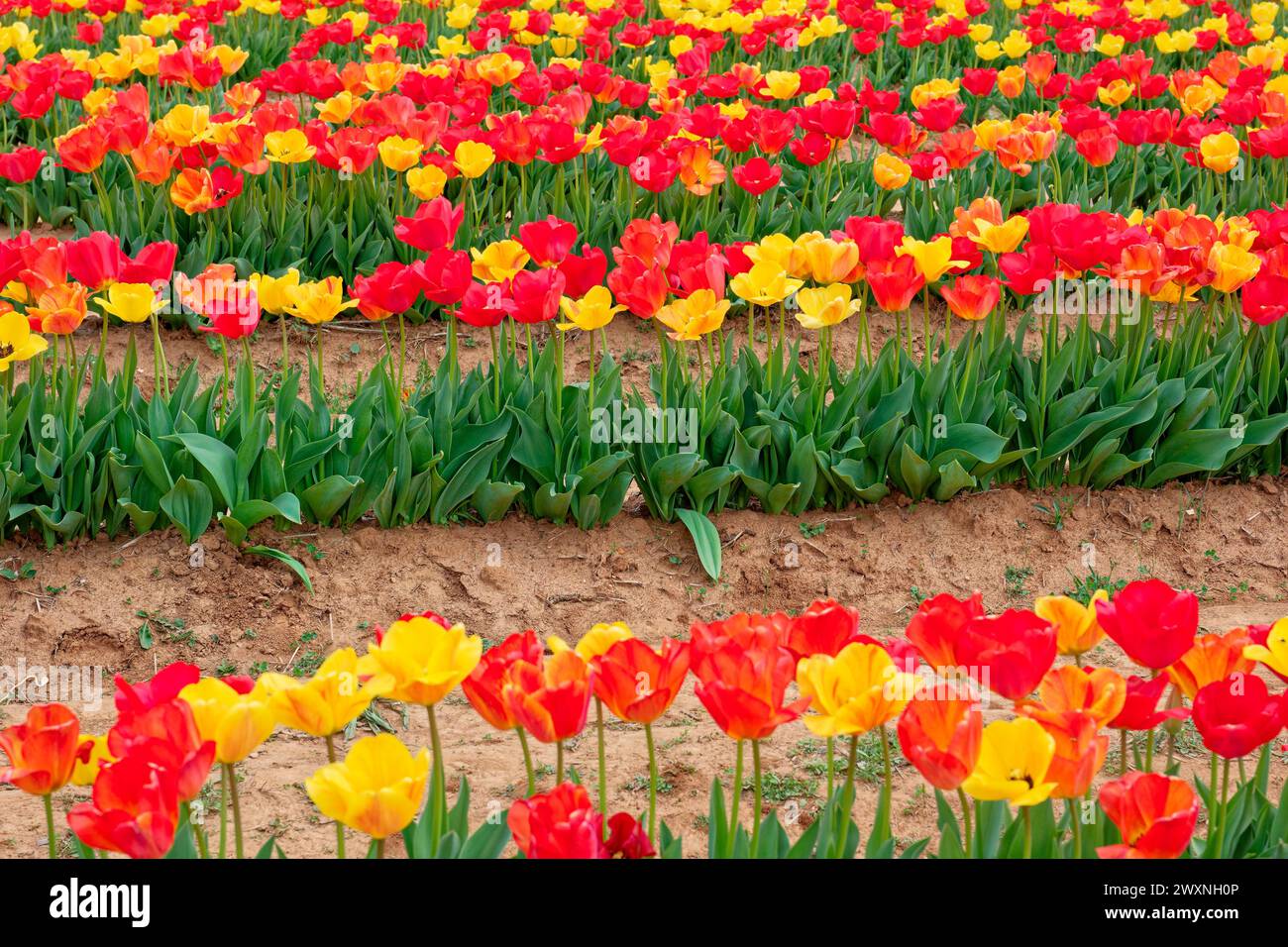 Reihen von kultivierten bunten Tulpen, die sich im frühen Frühling auf einem Bauernfeld mit Laub auf Schmutzbergen vollständig öffnen Stockfoto