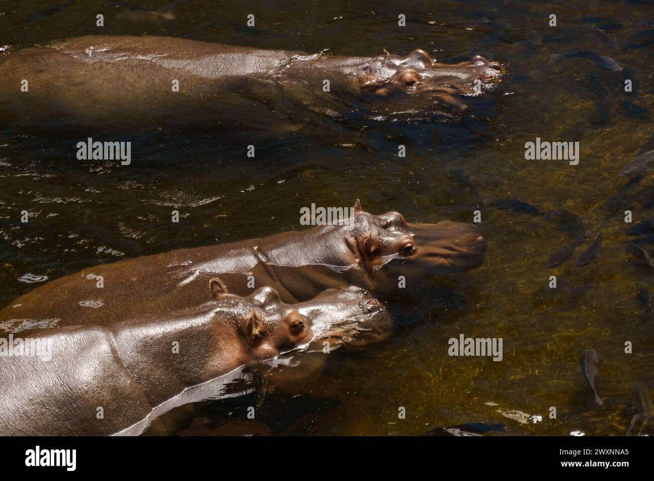 Drei Flusspferde, große Meeressäuger, schwimmen in einem Gewässer, ihre Körper teilweise untergetaucht, nur ihre Köpfe sichtbar. Stockfoto