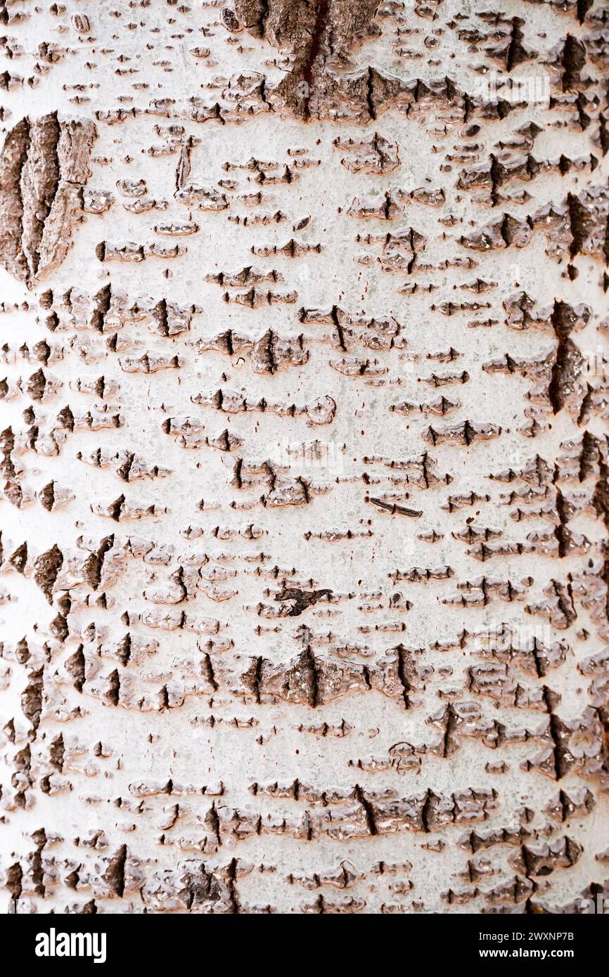 Gestalt im Stamm einer Birke in Carrizosa Stockfoto