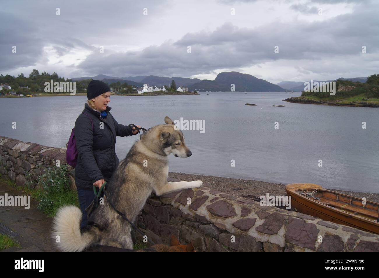 Tamaskan Wolfdog im Dorf Plockton am Ufer von Loch Carron, Lochalsh, Wester Ross Area in den schottischen Highlands, Großbritannien Stockfoto