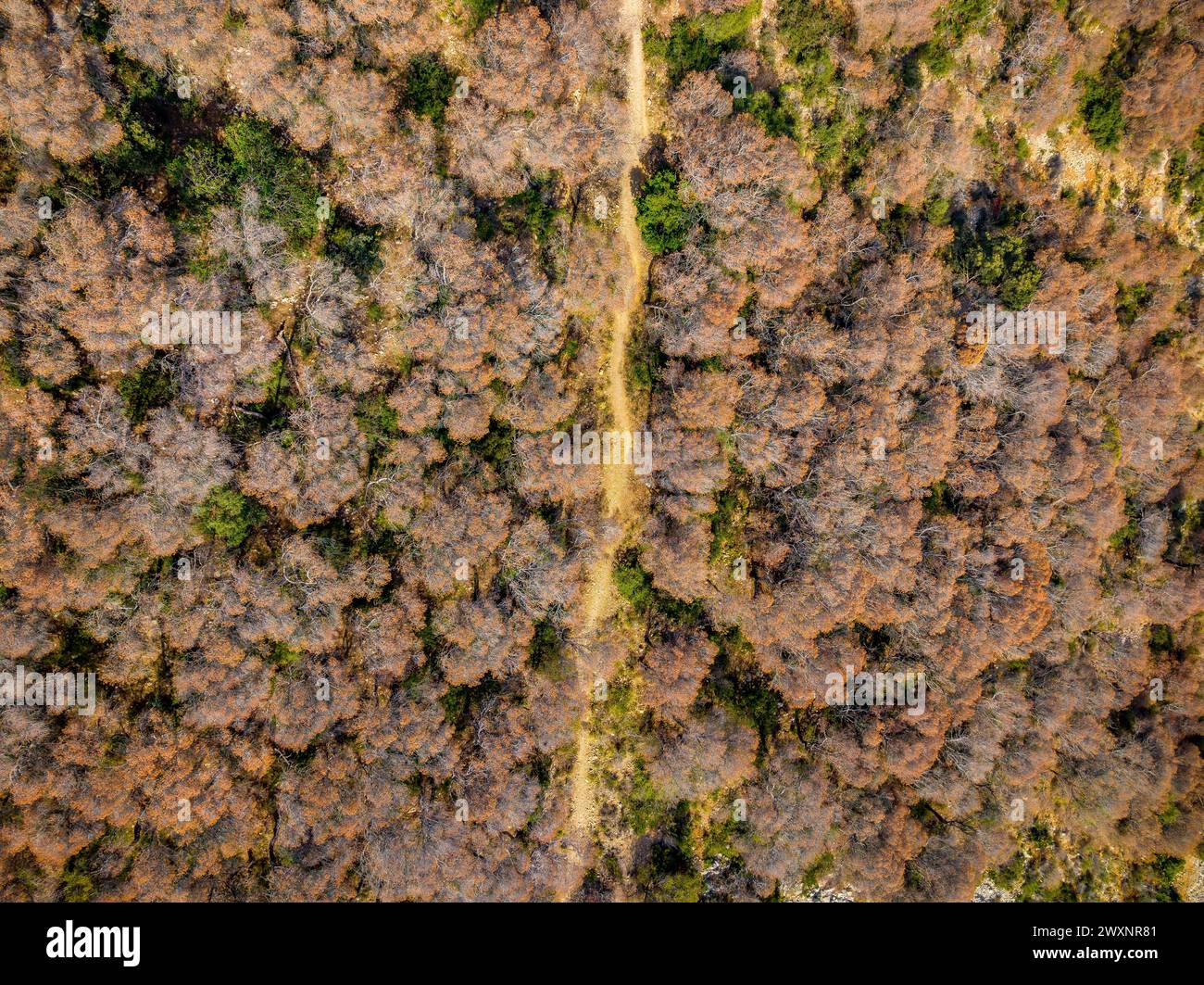 Sehr schwere Dürre und Tod des Kiefernwaldes (Pinus pinea) im Garraf-Massiv, neben dem Meer und Costes del Garraf (Barcelona, Spanien) Stockfoto