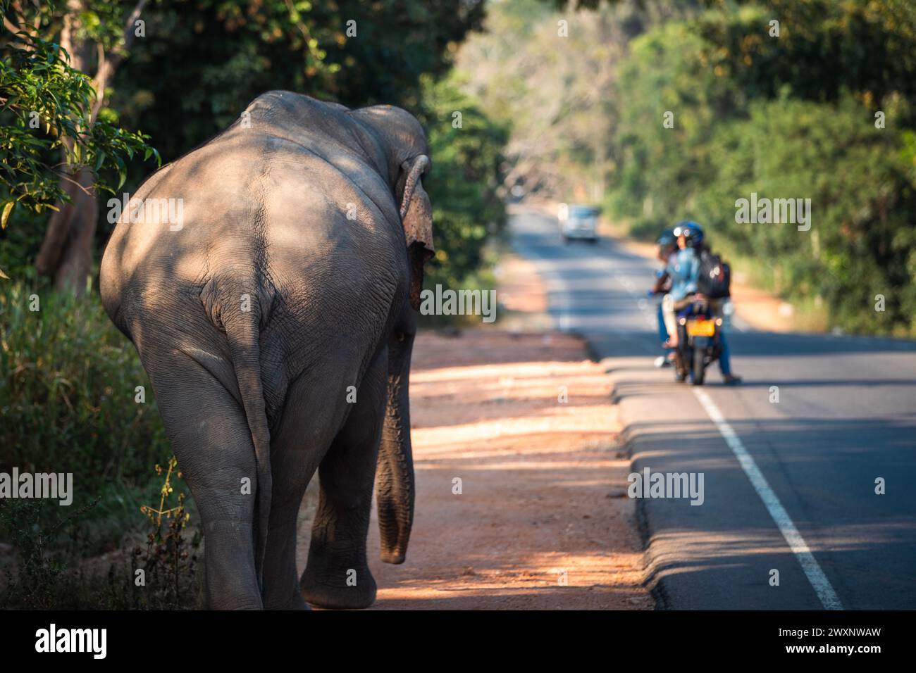Rückansicht des wilden Elefanten, der auf der Hauptstraße spaziert. Habarana in Sri Lanka. Stockfoto