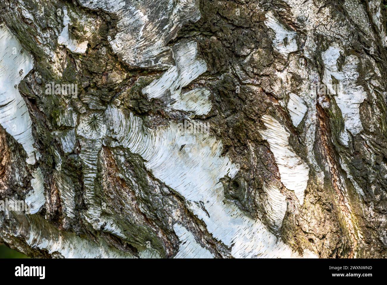 Abstrakte organische Hintergrund der weiße Birke Baumrinde Stockfoto