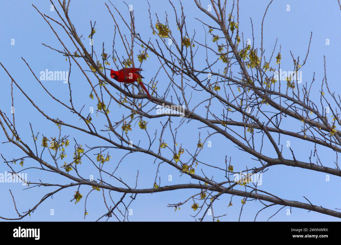 Ein Kardinal auf einem Baum, beleuchtet von Frühlingssonne vor blauem Hintergrund Stockfoto