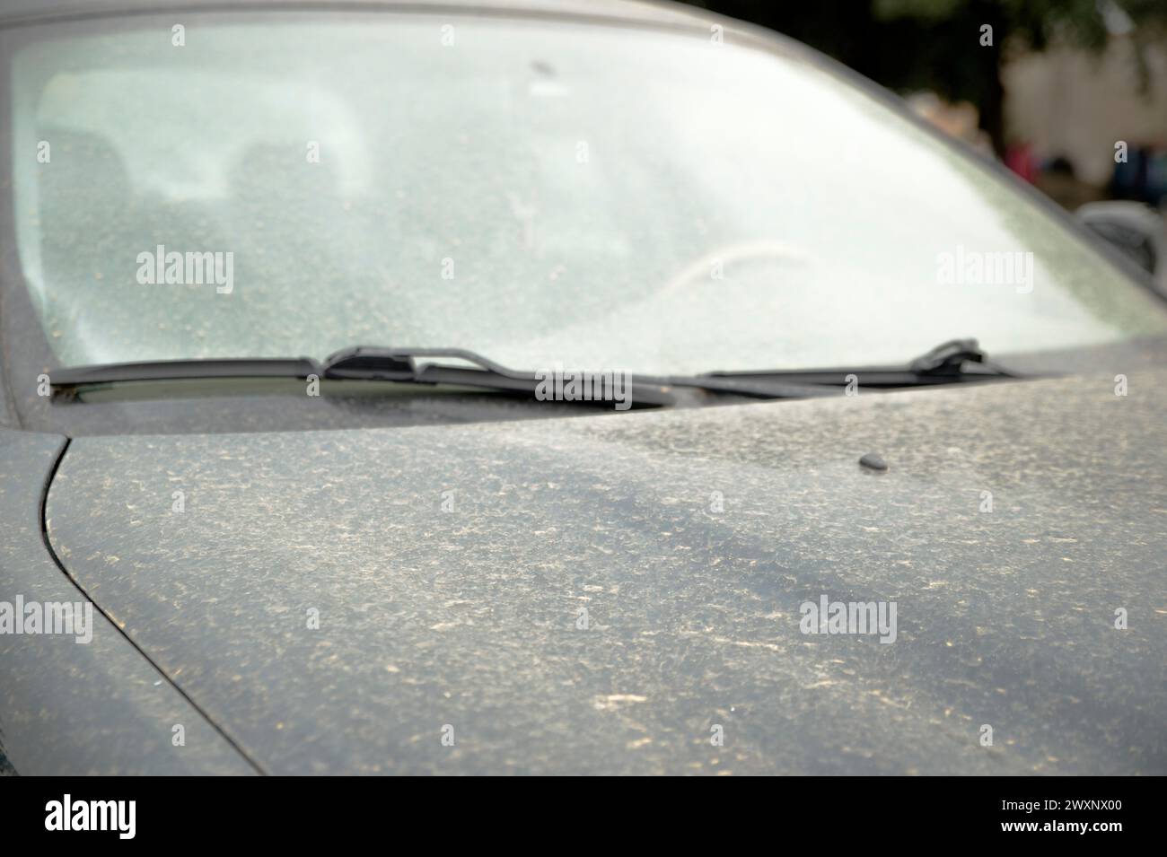 Rom, Italien. April 2024. Motorhaube und Windschutzscheibe eines schwarzen Autos, bedeckt mit Sand, der vom Scirocco-Wind aus der Sahara am Ostermontag in Rom getragen wird. Ostermontag mit schlechtem Wetter und einer Zunahme von Feinpartikeln in der italienischen Hauptstadt. Der Sirocco-Wind weht, und wenn er abstirbt, mit einigen Minuten dauernden Sprühnebeln in verschiedenen Teilen der Stadt, regnet es Sand, der nach den Stürmen in der größten Wüste der Welt von den Winden aus der Sahara nach Europa transportiert wird. Das Phänomen verursacht einen Anstieg des täglichen PM10-Werts, der von den Luftqualitätsüberwachungsstationen in erkannt wird Stockfoto