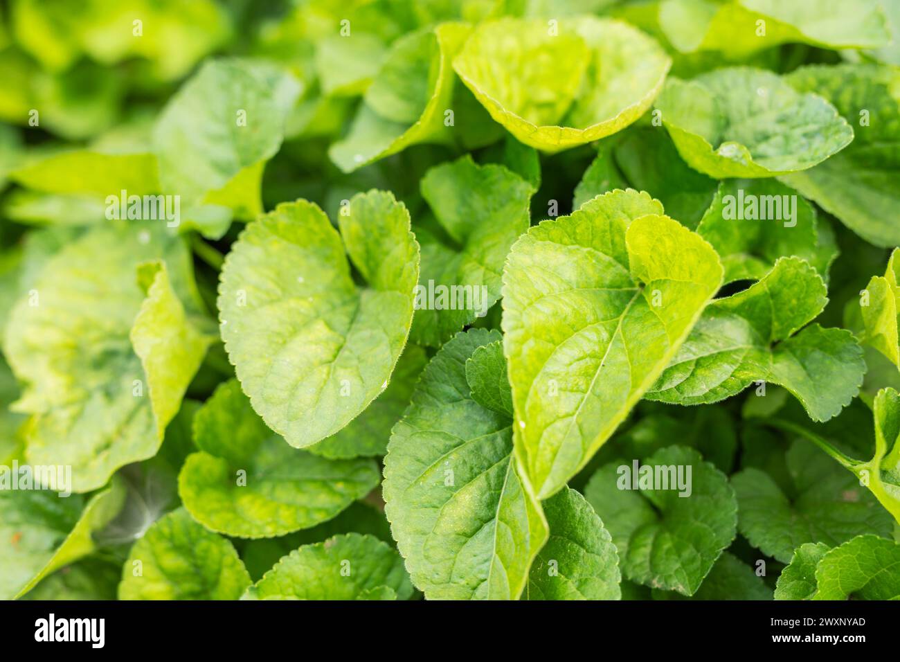 Viola odorata, Holzviolett, süßes Violett, englisches Violett Stockfoto