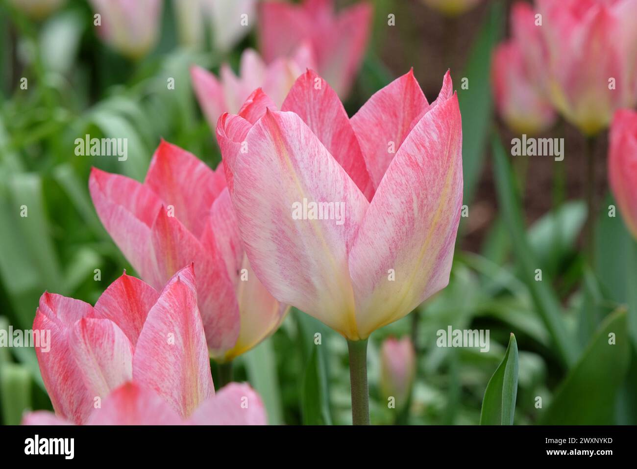 Cremefarbene und rosafarbene Triumph-Tulpe, Tulipa „Flaming Purissima“ in Blüte Stockfoto