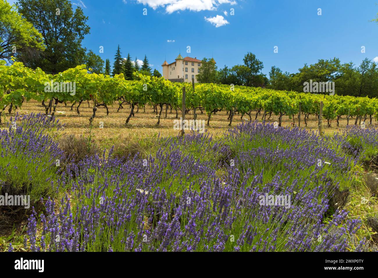 Schloss Aiguines mit Weinberg, Alpes-de-Haute-Provence, Provence, Frankreich Stockfoto