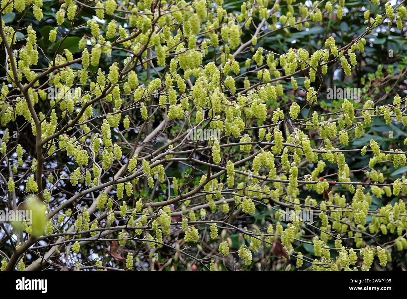 Gelbe Corylopsis glabrescens, duftender Winterhaselbaum, in Blüte. Stockfoto