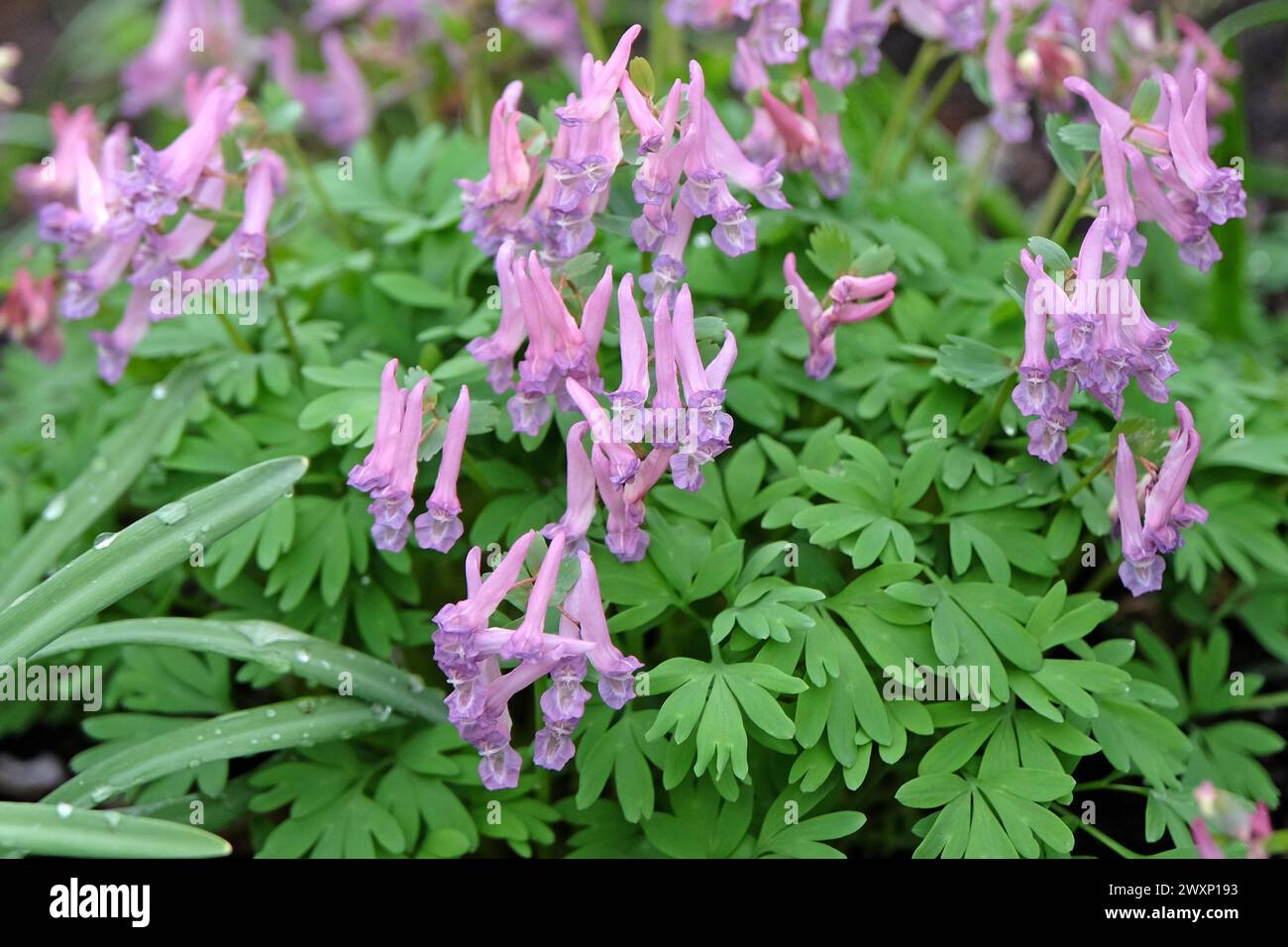 Violette Wildblume Corydalis solida, Fumewort oder Vogel in einem Busch, in Blüte. Stockfoto