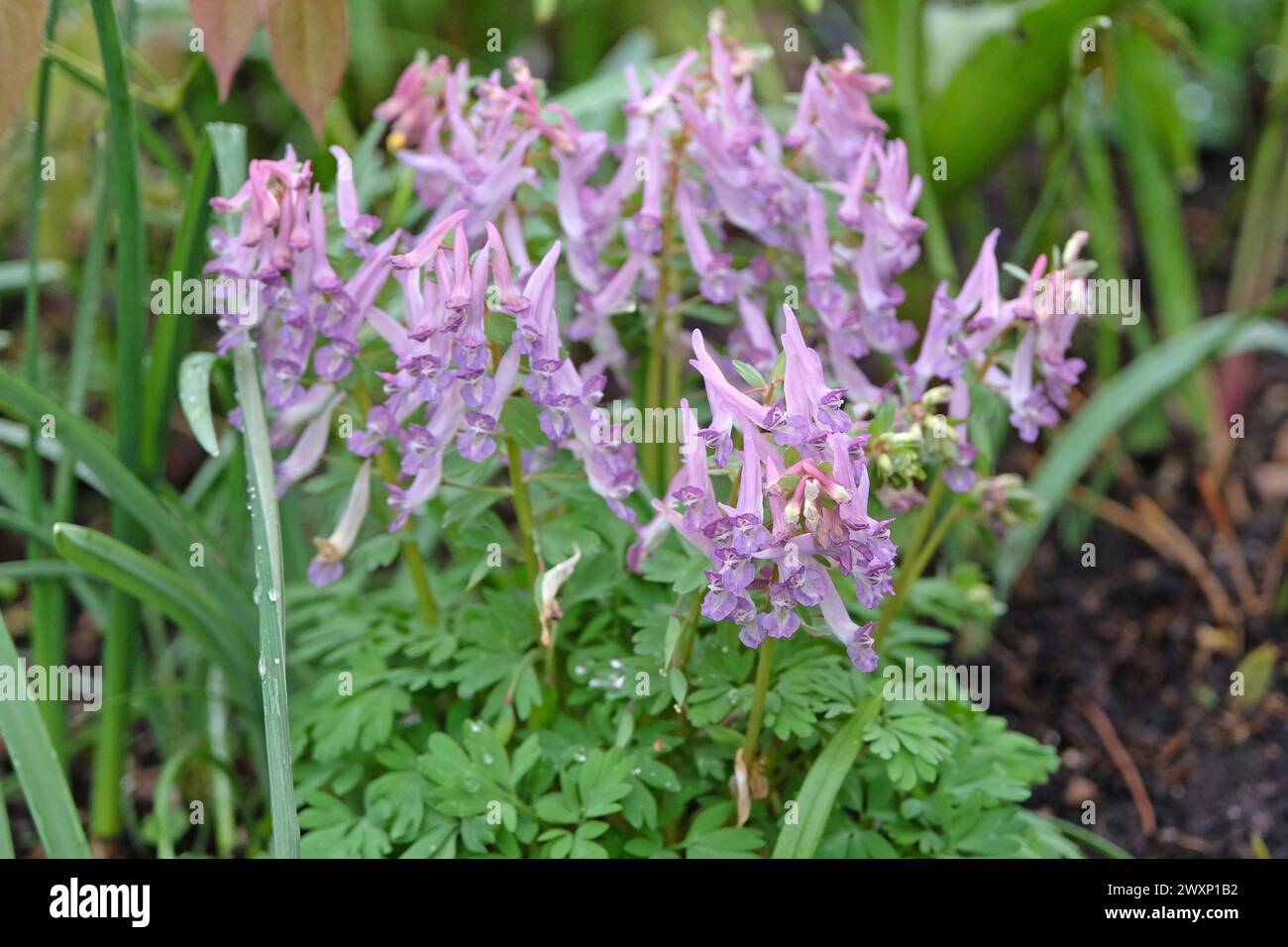 Violette Wildblume Corydalis solida, Fumewort oder Vogel in einem Busch, in Blüte. Stockfoto