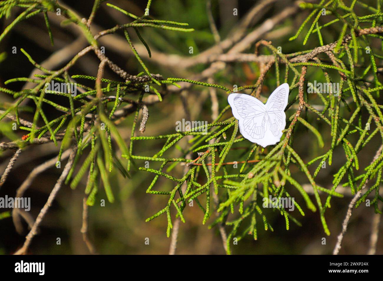 Eine Nahaufnahme von mediterranem Rosmarinblatt mit einem Schmetterling aus Papier Stockfoto