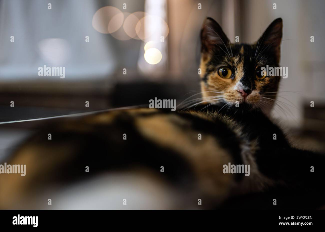Einsame, obdachlose Katze nachts auf der Straße. Stockfoto