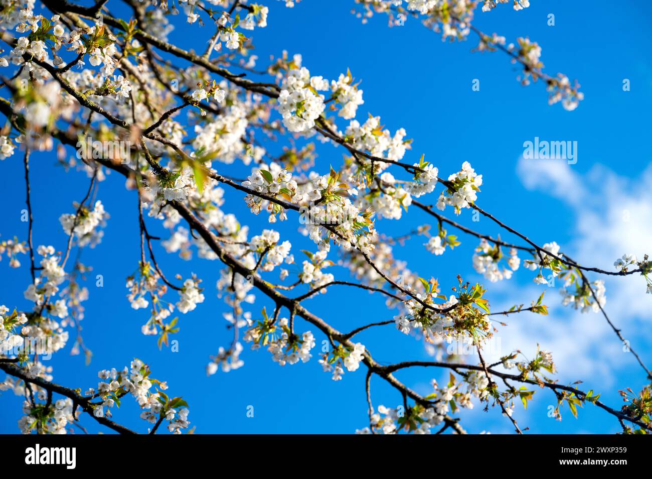 Am Feiertag April, Ostern 2024, blüht die Frühlingskirschblüte am blauen Himmel Stockfoto