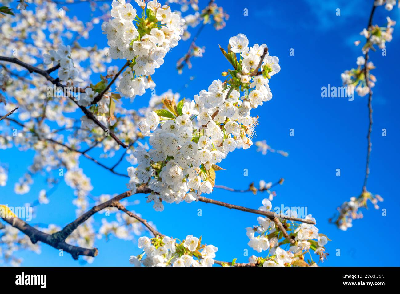 Am Feiertag April, Ostern 2024, blüht die Frühlingskirschblüte am blauen Himmel Stockfoto