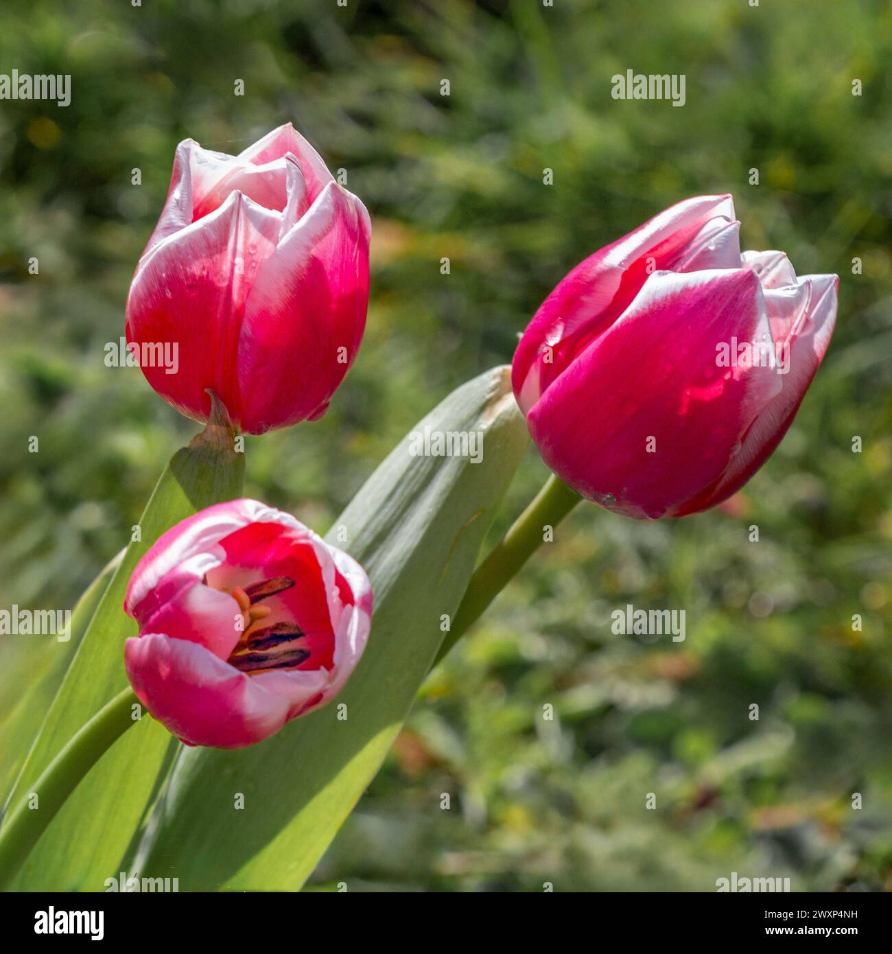Eine Nahaufnahme einer Gruppe von drei roten Tulpen. Der natürliche Hintergrund des OUT pf Focus bietet Platz für Text Stockfoto