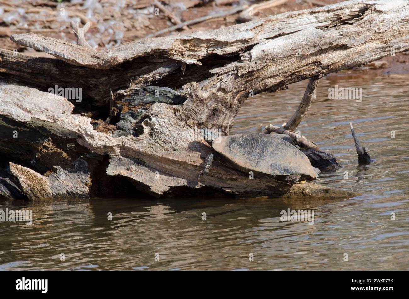 Eastern River Cooter, Pseudemys concinna concinna, sonnenbaden Stockfoto