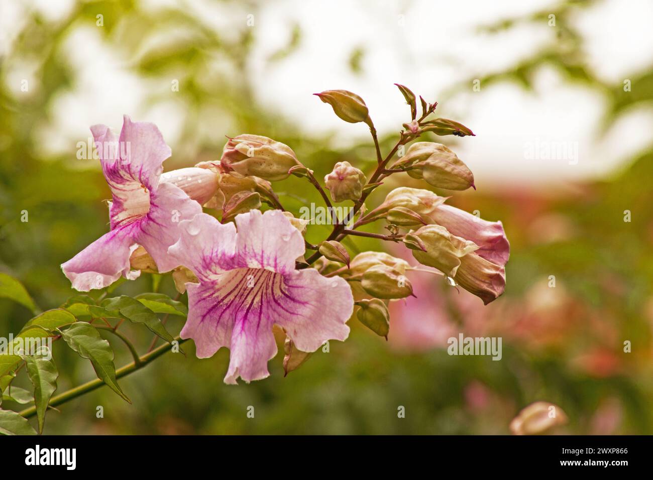 Rosafarbene Trompete Rebe (Podranea ricasoliana) in Blüte im Garten Stockfoto