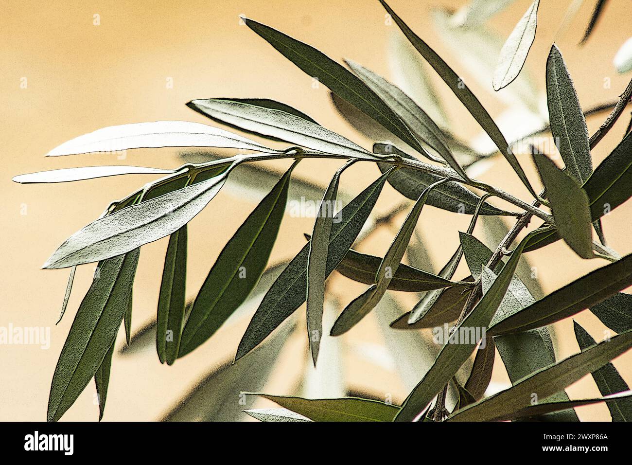 Blätter eines Olivenbaums (Olea europaea) auf natürlichem Hintergrund Stockfoto