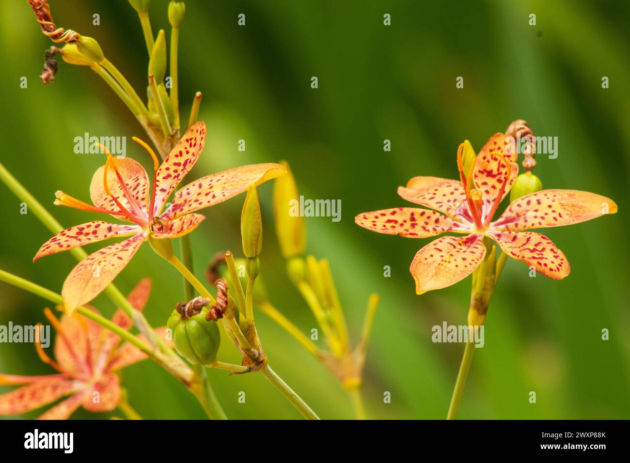 Iris domestica, auch bekannt als Leopardenlilie, brombeerlilie und Leopardenblüte, Stockfoto