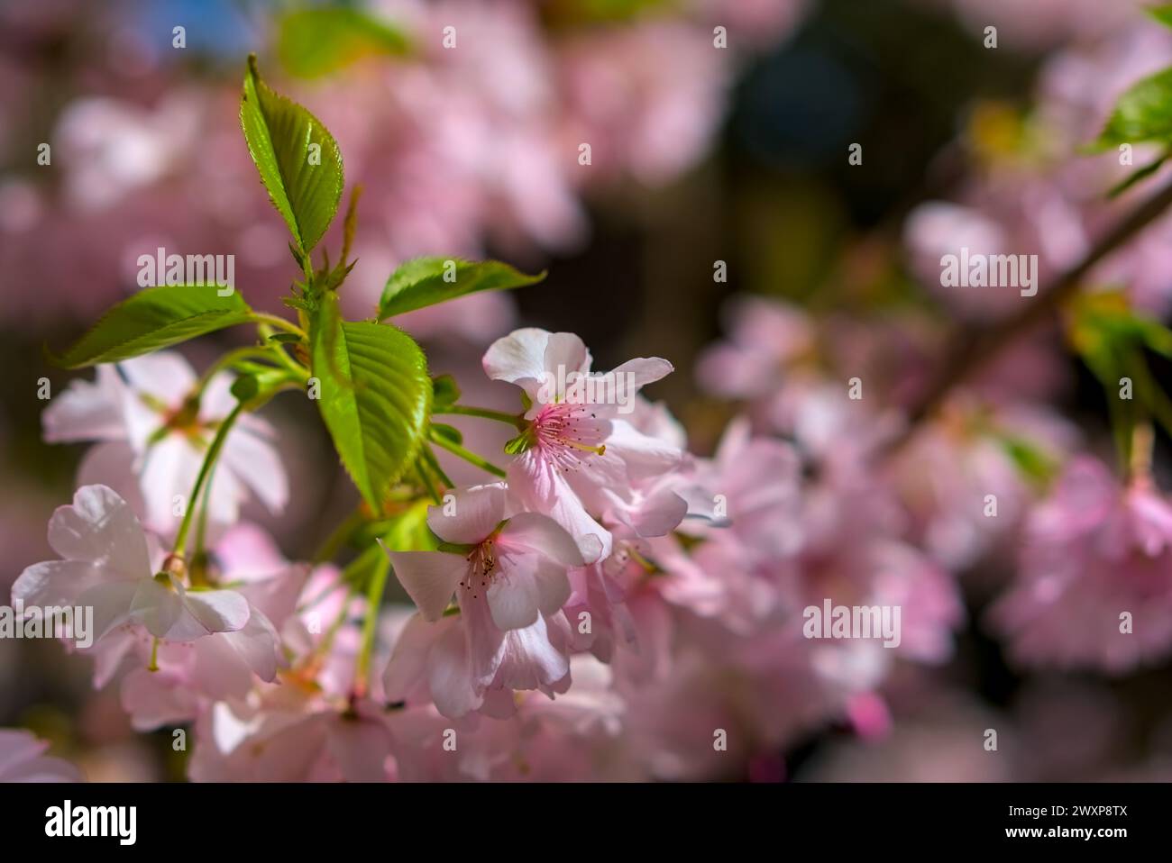 Kirschfrische neue Blätter und Blüten vor verschwommenem Hintergrund Nahaufnahme Halbmakroaufnahme Stockfoto