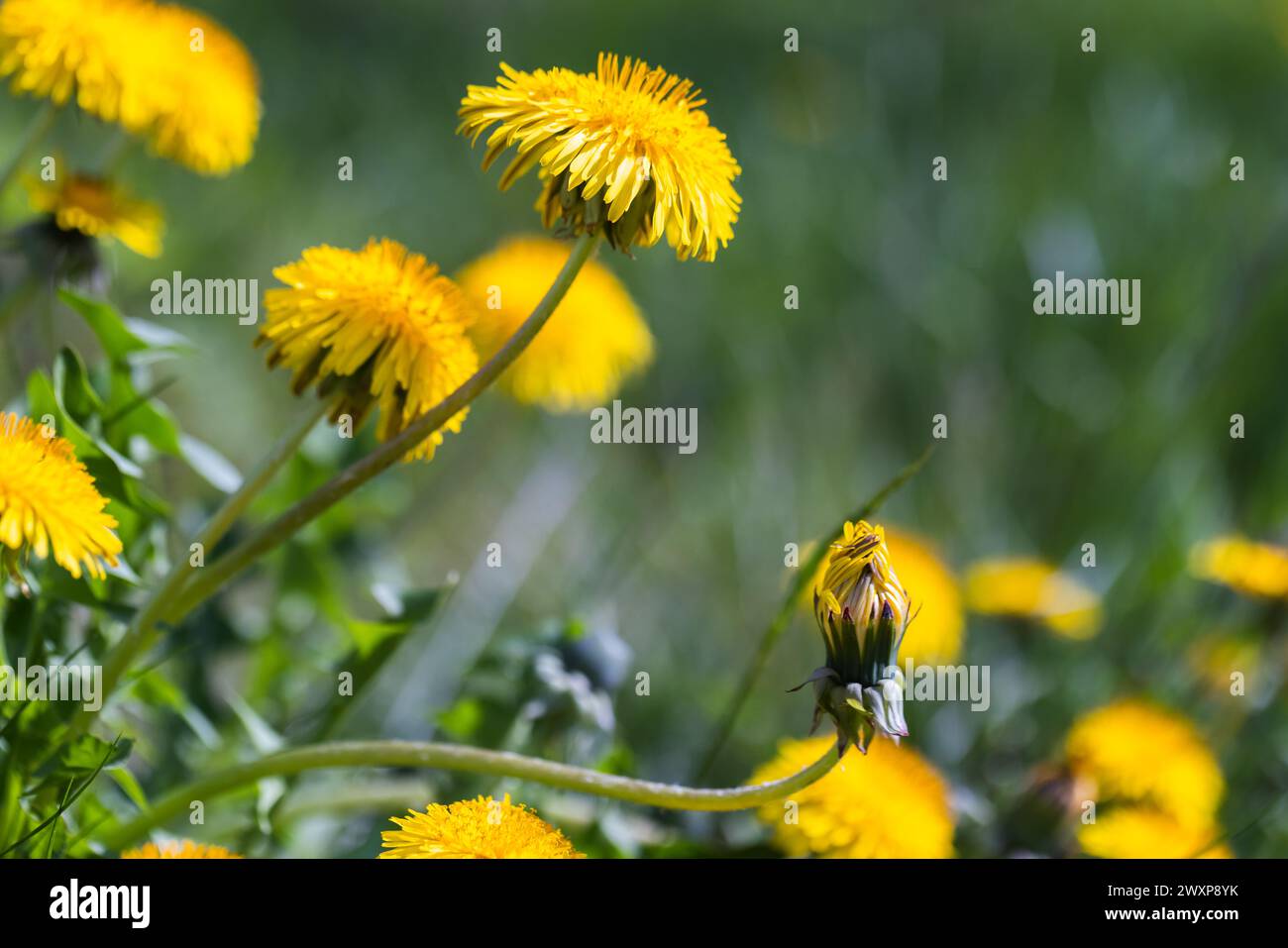 Hellgelbe Löwenzahn in Blüte stehen an einem sonnigen Sommertag auf grüner Wiese. Nahaufnahme mit selektivem Weichfokus Stockfoto