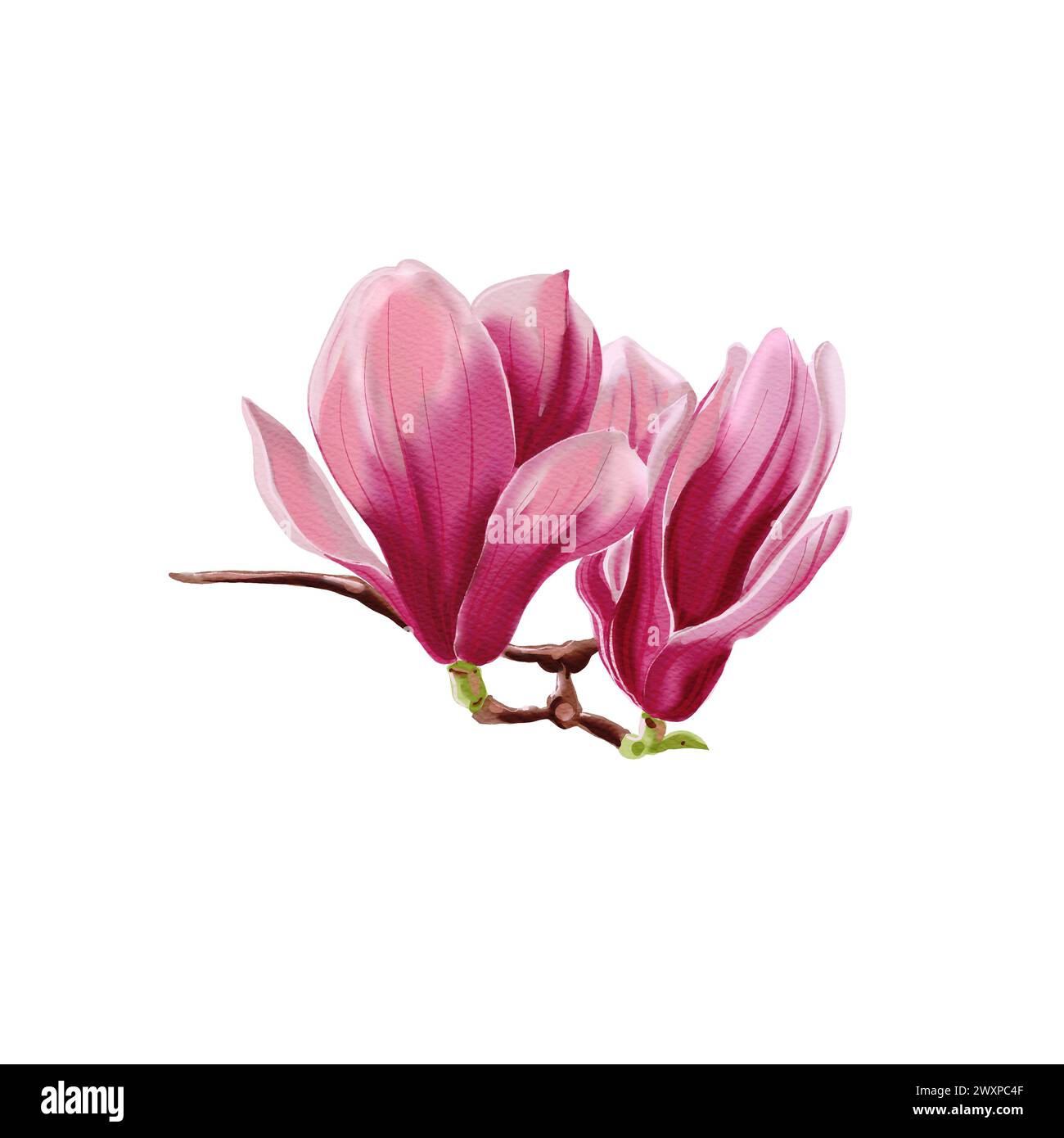 Rosafarbene Magnolienblüten auf Zweig, Aquarell isolierte Illustration auf weißem Hintergrund Stockfoto