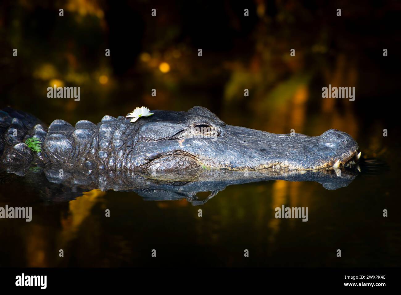 Ein großer Alligator driftet entlang eines Baches im Everglades National Park. Stockfoto