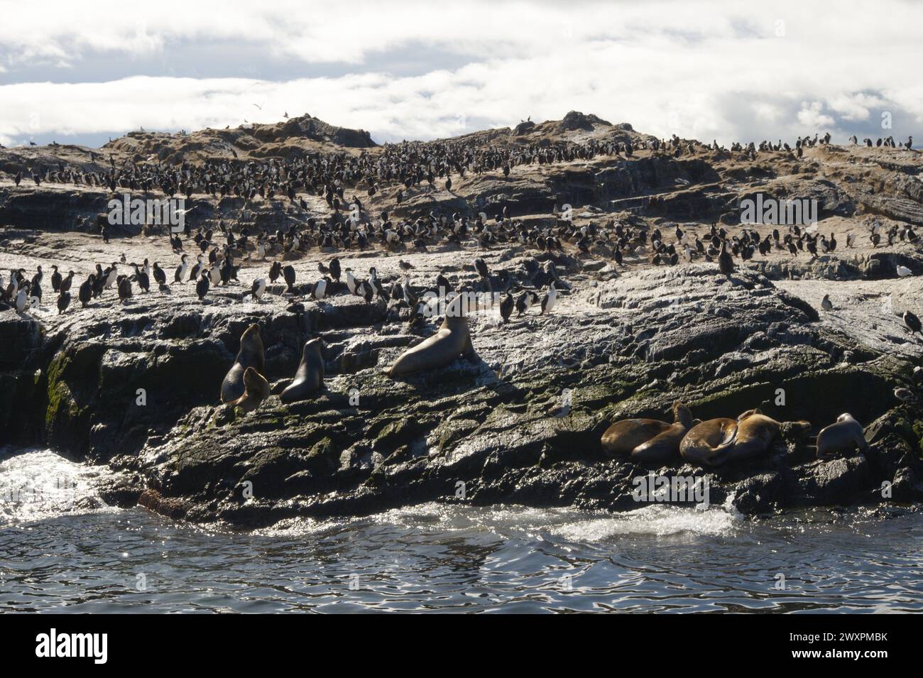 Cormoorants & Seehunde im Beagle-Kanal bei Ushuaia in Argentinien, Südamerika Stockfoto