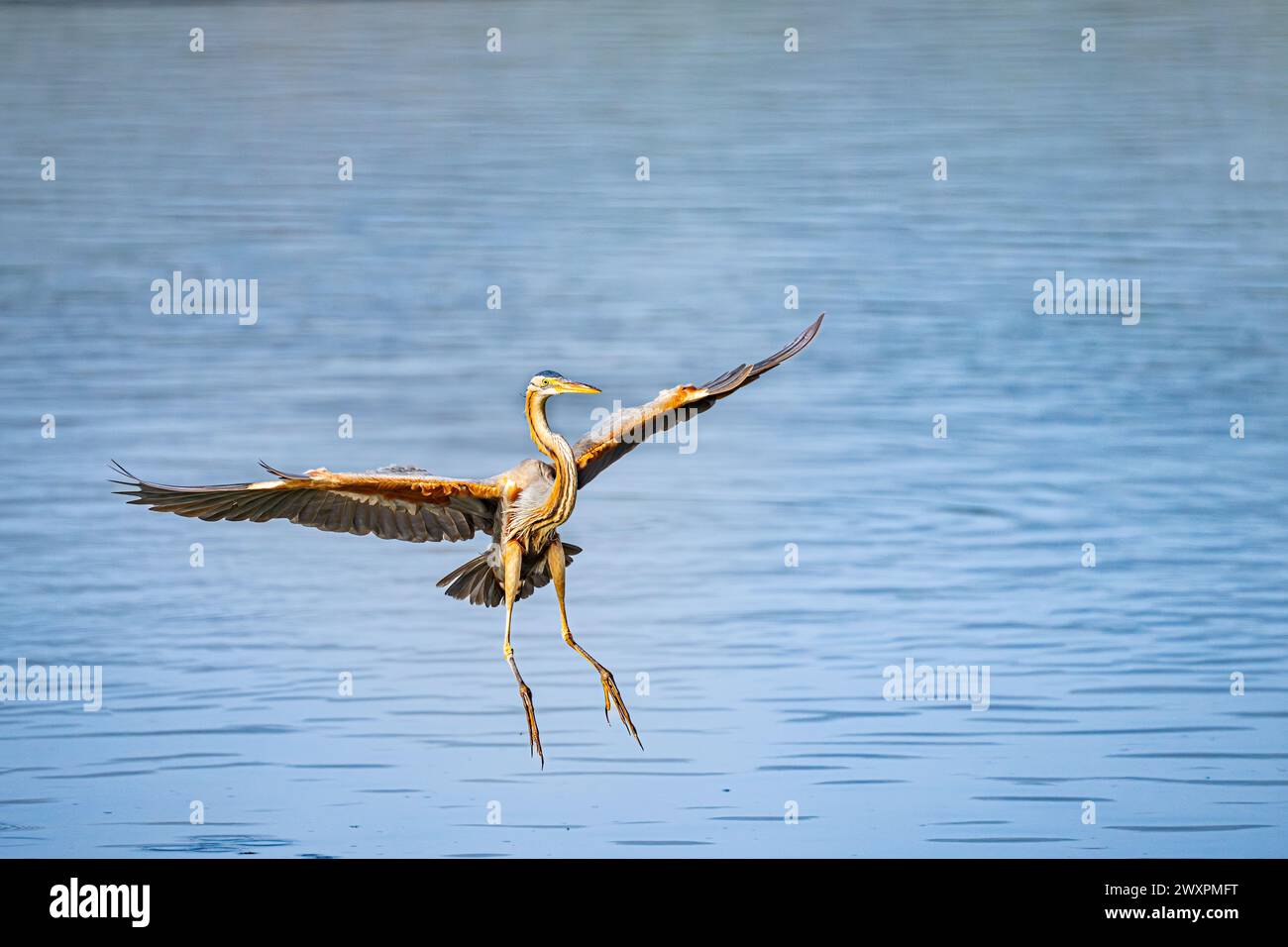 Purpurreiher (Ardea purea) Stockfoto